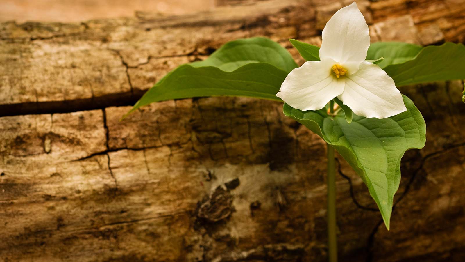 'Biodiversity decline is a serious profit warning'