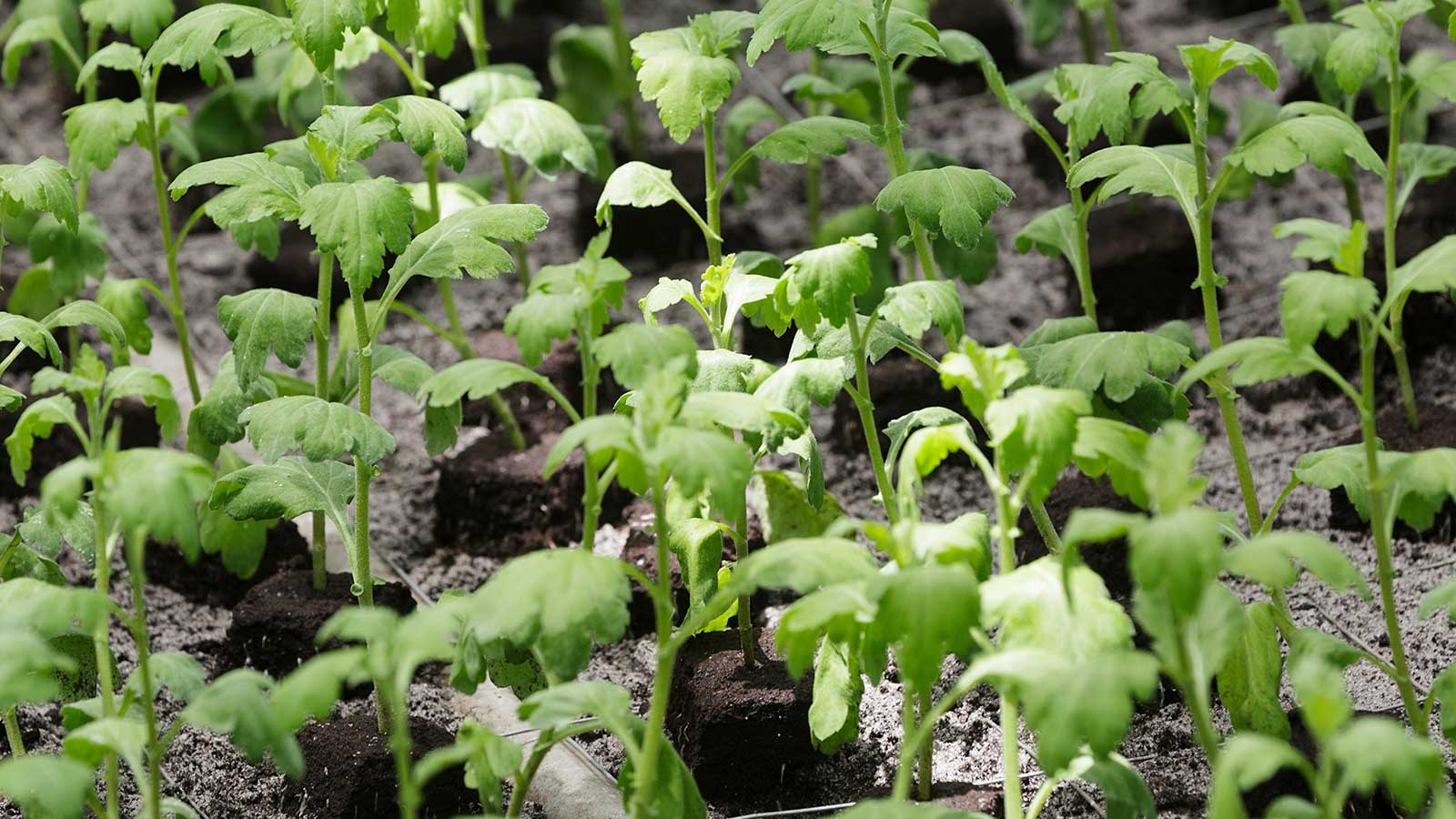 10 veranderingen in food