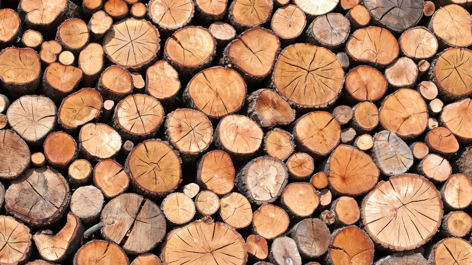 Data analysis at a timber distributor's subsidiaries makes procurement more efficient